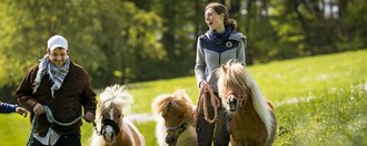 Gut Sassenscheid Zwei Menschen gehen mit drei Shetlandponys spazieren.